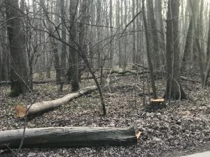 Pădurea Băneasa în pericol de dispariție